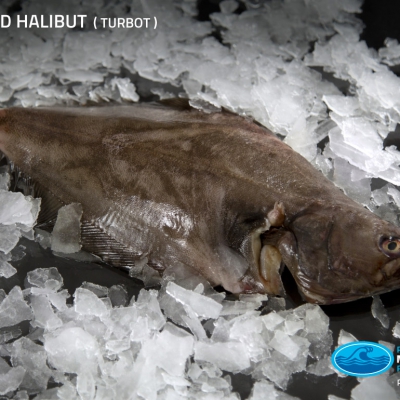 01_turbot_greenland_halibut